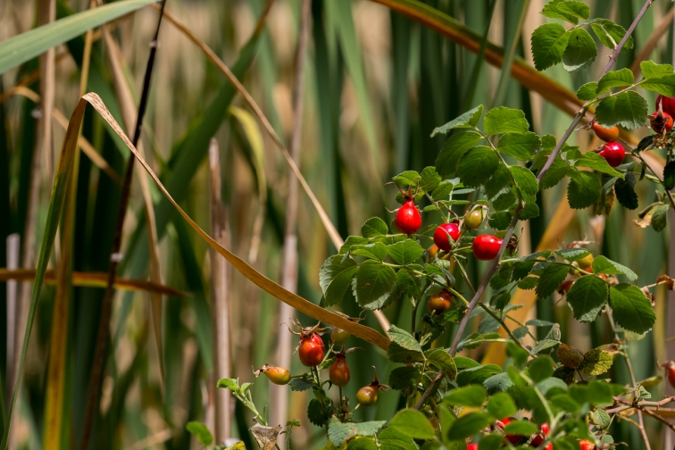 rose hips and cattails