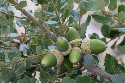 valley oak acorns
